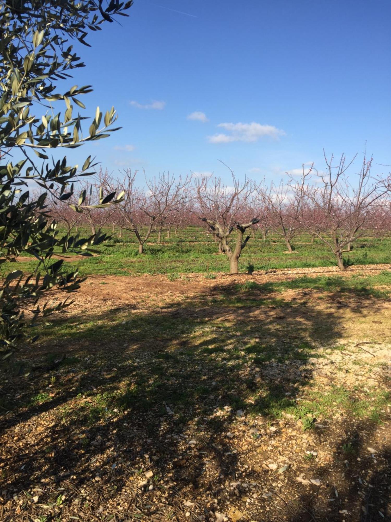 Masseria Gravelle Hotel Turi Buitenkant foto